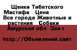 Щенки Тибетского Мастифа › Цена ­ 60 000 - Все города Животные и растения » Собаки   . Амурская обл.,Зея г.